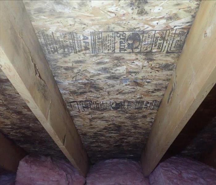 Mold in attic from too much insulation