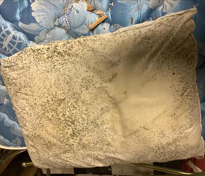 Pillow with mold growth